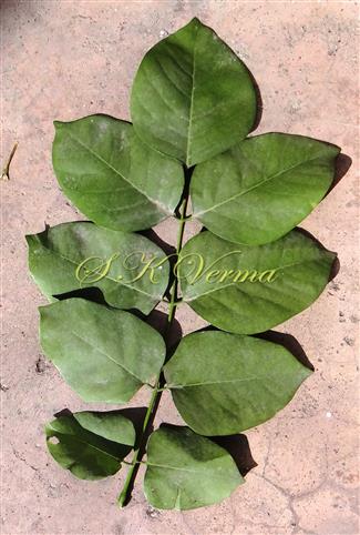  Leaf